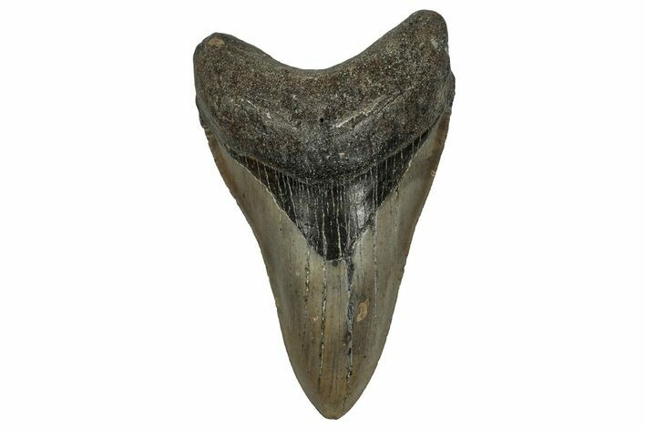 Serrated, Fossil Megalodon Tooth - North Carolina #338581